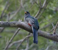 Hispaniolan Trogon - Priotelus roseigaster