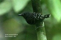 Scale-backed Antbird - Hylophylax poecilonota