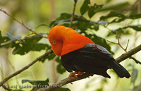 Andean Cock-of-the-Rock - Rupicola peruviana