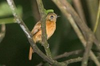 Ruddy-tailed Flycatcher - Terenotriccus erythrurus