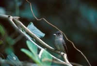 Cuban Pewee - Contopus caribaeus