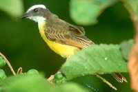 Rusty-margined Flycatcher - Myiozetetes cayanensis