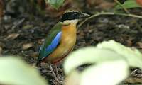 Blue-winged Pitta - Pitta moluccensis