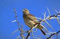Sabota Lark - Calendulauda sabota