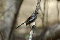 Madagascar Magpie-Robin - Copsychus albospecularis