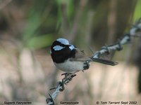 Superb Fairywren - Malurus cyaneus