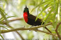 Scarlet-chested Sunbird - Chalcomitra senegalensis