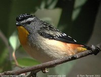 Spotted Pardalote - Pardalotus punctatus