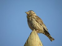 Rock Petronia - Petronia petronia