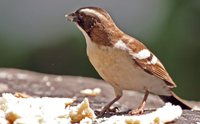 White-browed Sparrow-Weaver - Plocepasser mahali