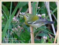 Northern Parula - Parula americana