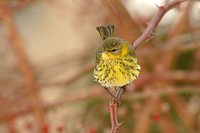 Cape May Warbler - Dendroica tigrina