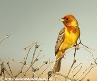 Red-headed Bunting - Emberiza bruniceps