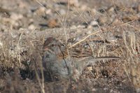 Rufous-winged Sparrow - Aimophila carpalis