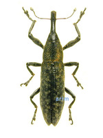 Lixus fasciculatus - 산길쭉바구미