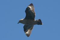 Brown skua (Catharacta skua)