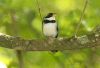 *NEW* Saffron-billed Sparrow