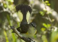 A female American Redstart