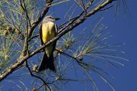 White-throated  kingbird   -   Tyrannus  albogularis   -