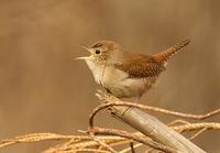 House Wren