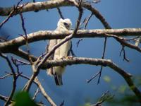 Juvenile Harpy Eagle Harpia harpyja. Forest fragment in Alta Floresta, MT, Brazil. Photo by Alex...