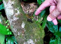 Bullet Ant the size of a finger