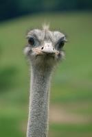 Ostrich