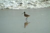 Marbled Godwit