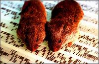 The prairie vole gene made the mice more faithful