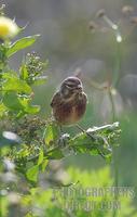 linnet 