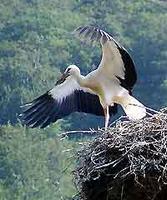 White Stork