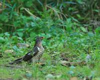 벙어리뻐꾸기 [oriental cuckoo]