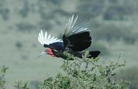 Southern Ground-hornbill p.250