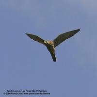 Eurasian Kestrel