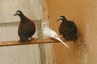 Jobi Island Dove Gallicolumba jobiensis