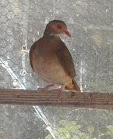 Ruddy Quail Dove Geotrygon montana