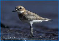 Greater Sand Plover- Charadrius leschenaultii