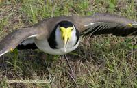 Australian Spur-winged (Masked) Plover, Vanellus miles, Coolum, Queensland, November 2004.