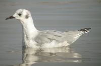 Mouette            de Bonaparte ad. (Larus philadelphia)