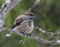 Nutcracker (Nucifraga caryocatactes)