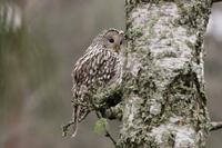 Ural Owl (Strix uralensis)