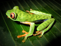 : Agalychnis saltator; Parachuting Red-eyed Leaf Frog