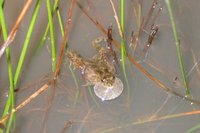 : Crinia sloanei; Sloane's Froglet