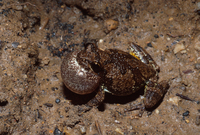 : Hyla chrysoscelis; Cope's Gray Treefrog