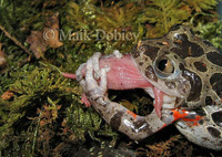 : Kassina maculata; Red-legged Kassina