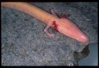 : Proteus anguinus; Olm