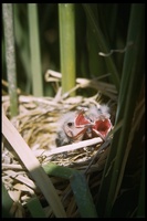 : Agelaius phoeniceus; Red-winged Blackbird