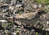 : Chondestes grammacus; Lark Sparrow