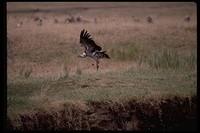 : Gyps rueppellii; Ruppell's Griffon