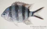 : Abudefduf sexfasciatus